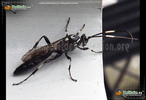 Thumbnail image of the Ichneumon-Wasp-Orgichneumon