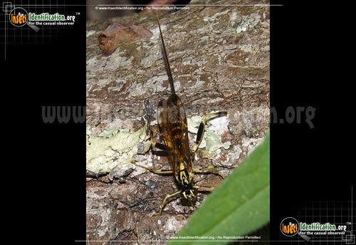 Thumbnail image of the Ichneumon-Wasp-Spilopteron-Formosum