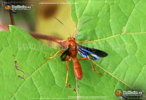 Thumbnail image of the Ichneumon-Wasp-Trogus-pennator