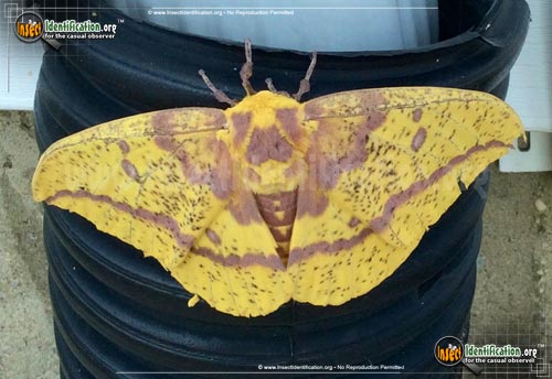 Thumbnail image of the Imperial-Moth