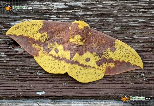 Thumbnail image #11 of the Imperial-Moth
