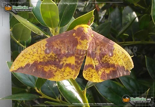 Thumbnail image #9 of the Imperial-Moth