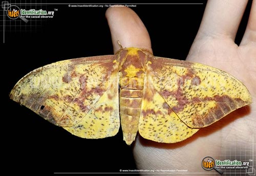 Thumbnail image #5 of the Imperial-Moth