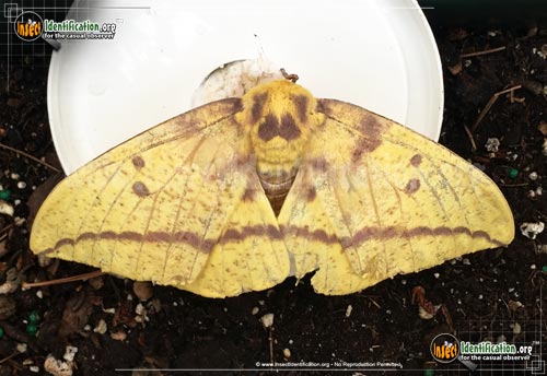Thumbnail image #7 of the Imperial-Moth