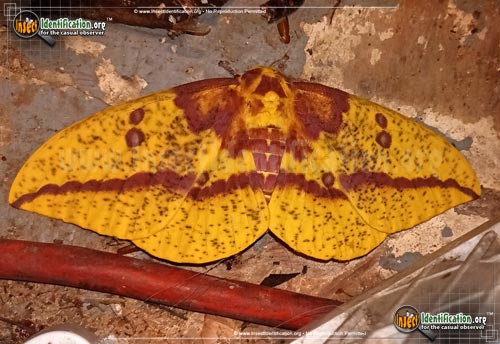 Thumbnail image #10 of the Imperial-Moth