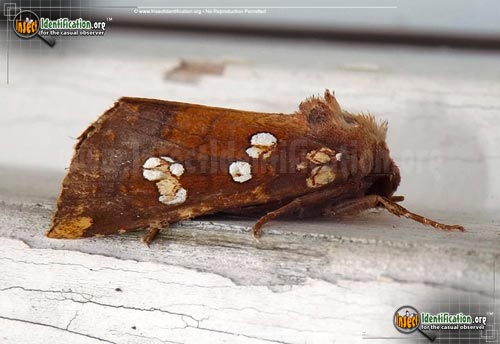 Thumbnail image of the Indigo-Stem-Borer-Moth