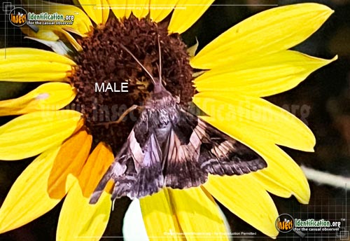 Thumbnail image of the Indomitable-Graphic-Moth