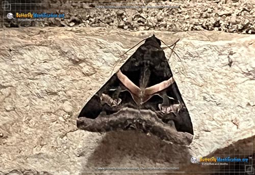 Thumbnail image #2 of the Indomitable-Graphic-Moth