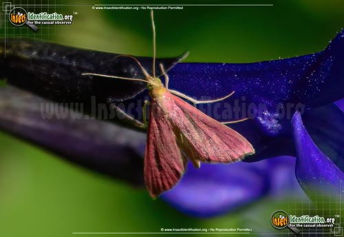 Thumbnail image #2 of the Inornate-Pyrausta-Moth
