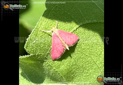 Thumbnail image #4 of the Inornate-Pyrausta-Moth
