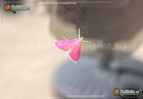 Thumbnail image #3 of the Inornate-Pyrausta-Moth