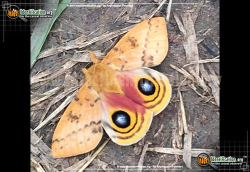 Thumbnail image #3 of the Io-Moth