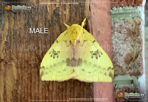 Thumbnail image #9 of the Io-Moth