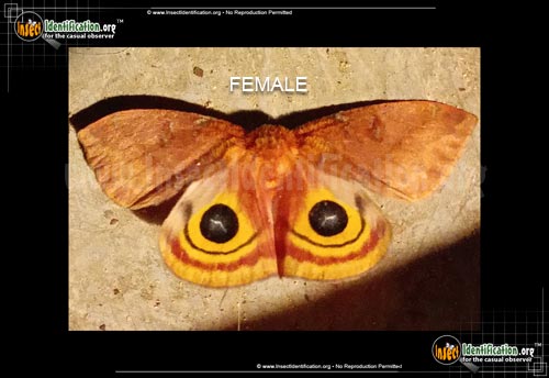 Thumbnail image #13 of the Io-Moth