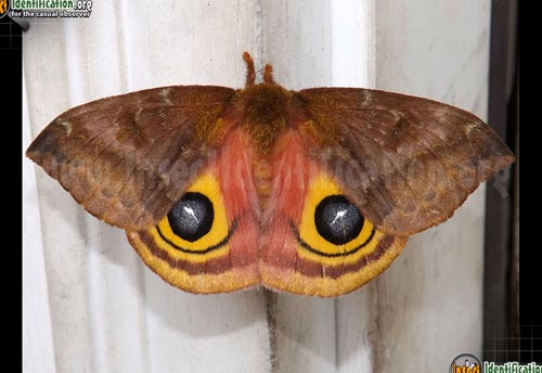 Thumbnail image #11 of the Io-Moth