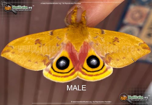 Thumbnail image of the Io-Moth