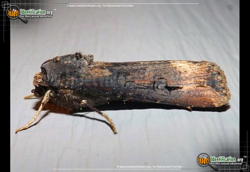 Thumbnail image of the Ipsilon-Dart-Moth