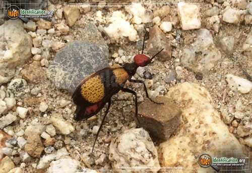 Thumbnail image #3 of the Iron-Cross-Blister-Beetle