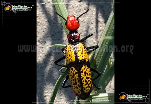 Thumbnail image #2 of the Iron-Cross-Blister-Beetle