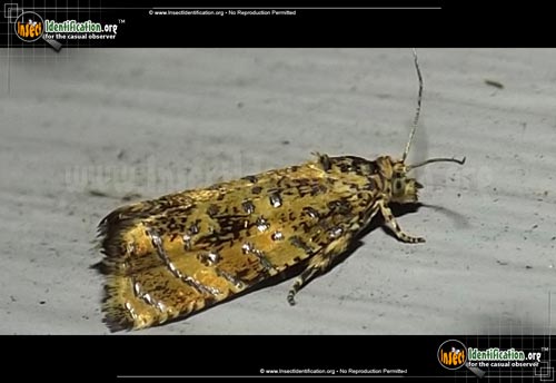 Thumbnail image of the Iron-Lined-Olethreutes-Moth