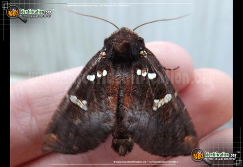 Thumbnail image of the Ironweed-Borer-Moth