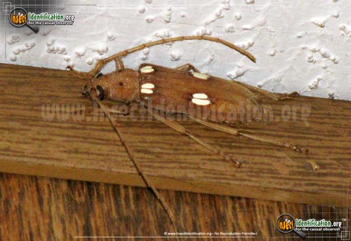 Thumbnail image #5 of the Ivory-Marked-Beetle