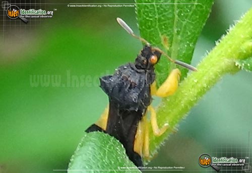 Thumbnail image of the Jagged-Ambush-Bug-Phymata-americana
