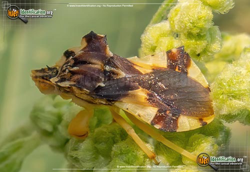 Thumbnail image of the Jagged-Ambush-Bug