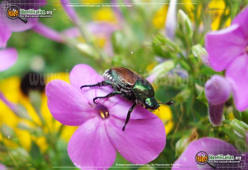 Thumbnail image #2 of the Japanese-Beetle