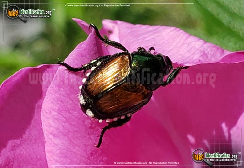 Thumbnail image #7 of the Japanese-Beetle