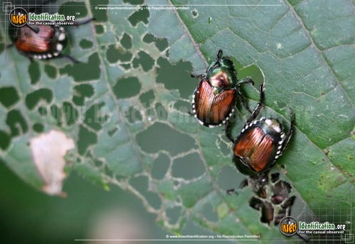 Thumbnail image #15 of the Japanese-Beetle