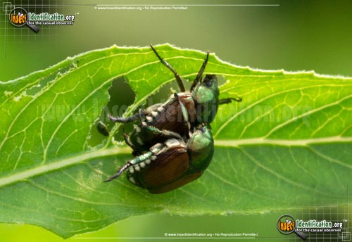 Thumbnail image #4 of the Japanese-Beetle