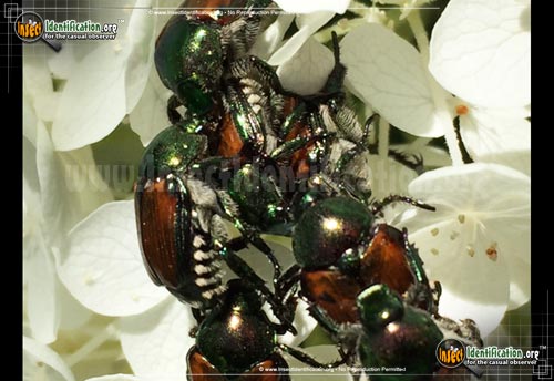 Thumbnail image #12 of the Japanese-Beetle