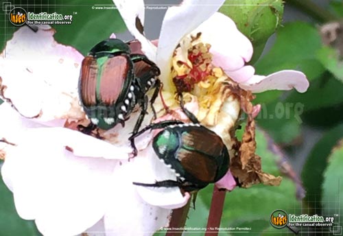 Thumbnail image #8 of the Japanese-Beetle