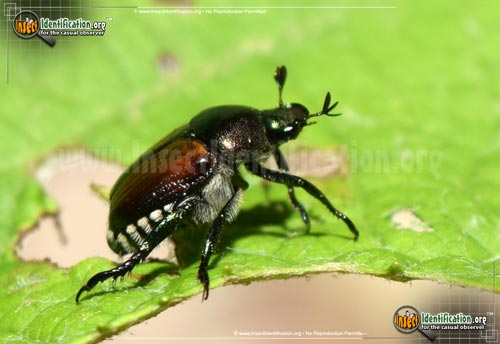 Thumbnail image #14 of the Japanese-Beetle