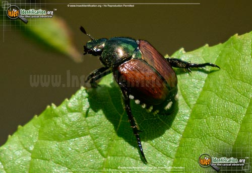 Thumbnail image of the Japanese-Beetle
