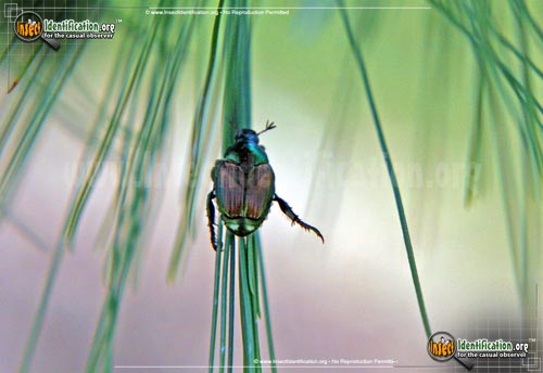 Thumbnail image #3 of the Japanese-Beetle