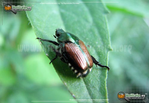 Thumbnail image #5 of the Japanese-Beetle
