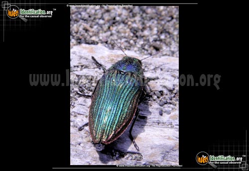 Thumbnail image of the Jewel-Beetle