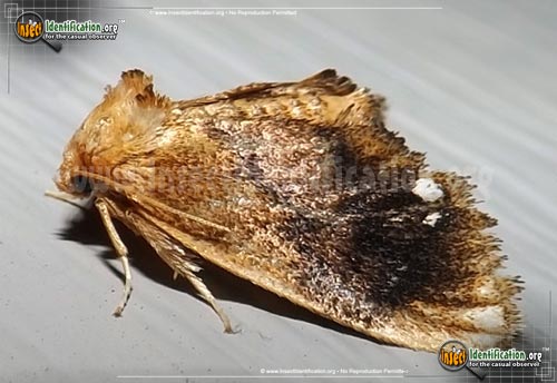 Thumbnail image of the Jewel-Tailed-Slug-Moth
