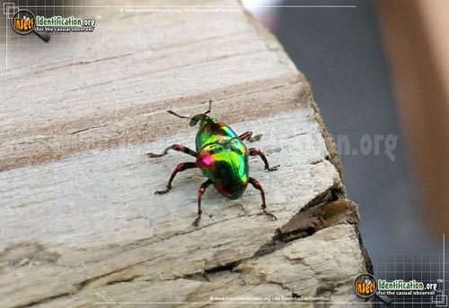 Thumbnail image of the Jewel-Weevil