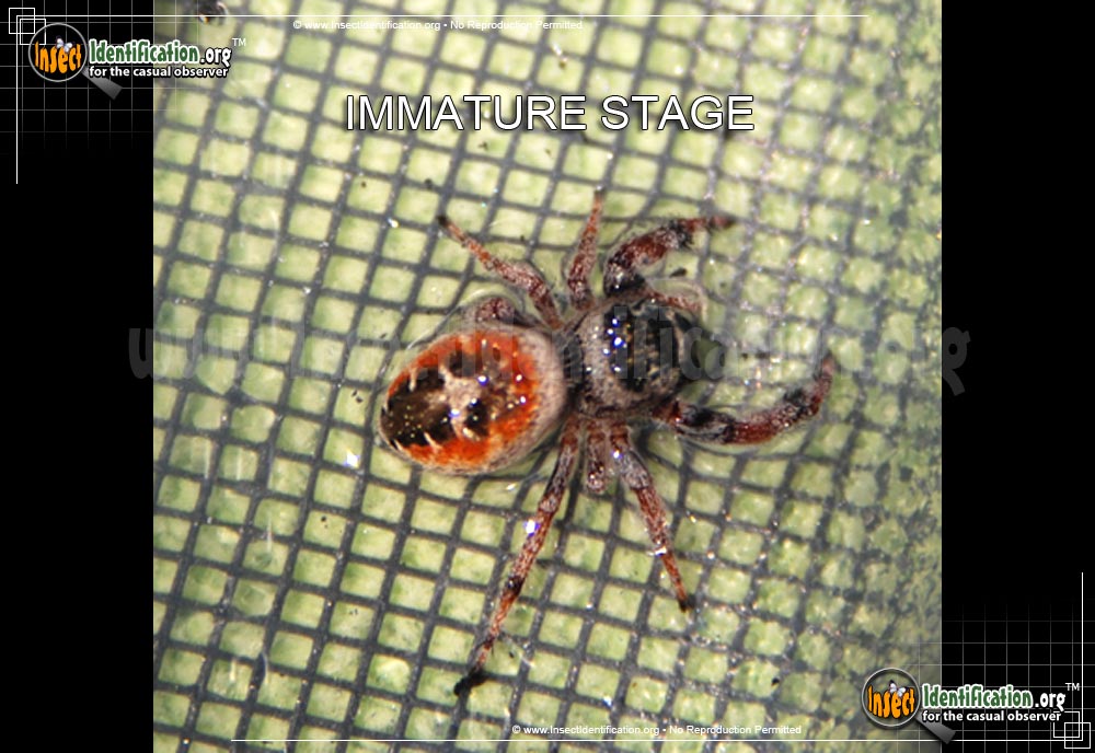 Thumbnail image #2 of the Johnson-Jumping-Spider