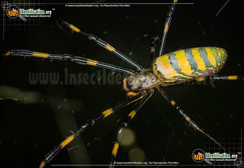 Thumbnail image of the Joro-Spider