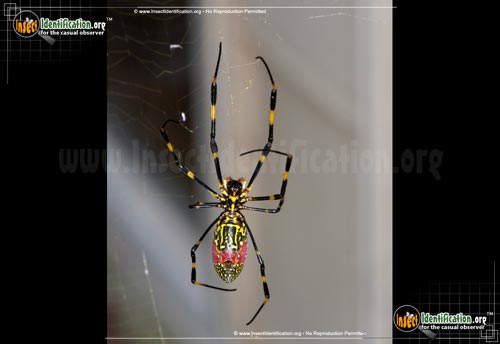 Thumbnail image #15 of the Joro-Spider