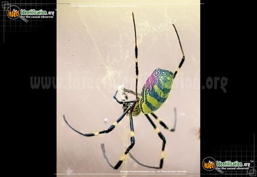 Thumbnail image #9 of the Joro-Spider