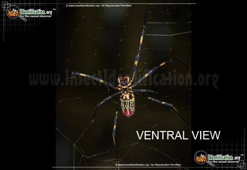 Thumbnail image #6 of the Joro-Spider