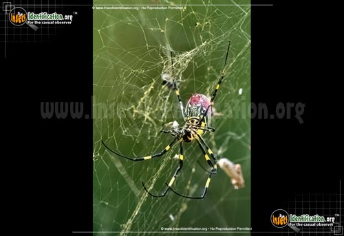 Thumbnail image #4 of the Joro-Spider