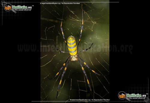 Thumbnail image #8 of the Joro-Spider