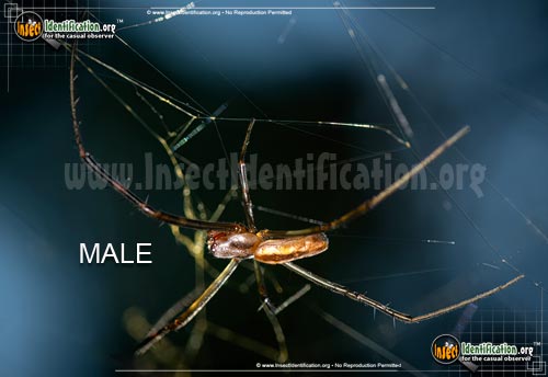 Thumbnail image #3 of the Joro-Spider