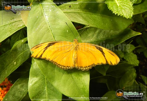 Thumbnail image of the Julia-Longwing-Butterfly